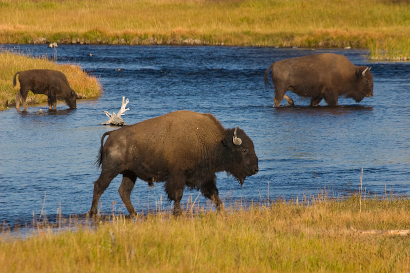 Bison Crossing Nez Perce Creek